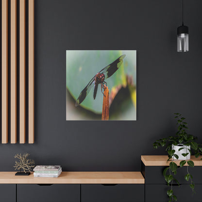 Dragonfly Canvas Art: Nature's Delicate Beauty