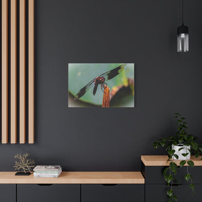 Dragonfly Canvas Art: Nature's Delicate Beauty