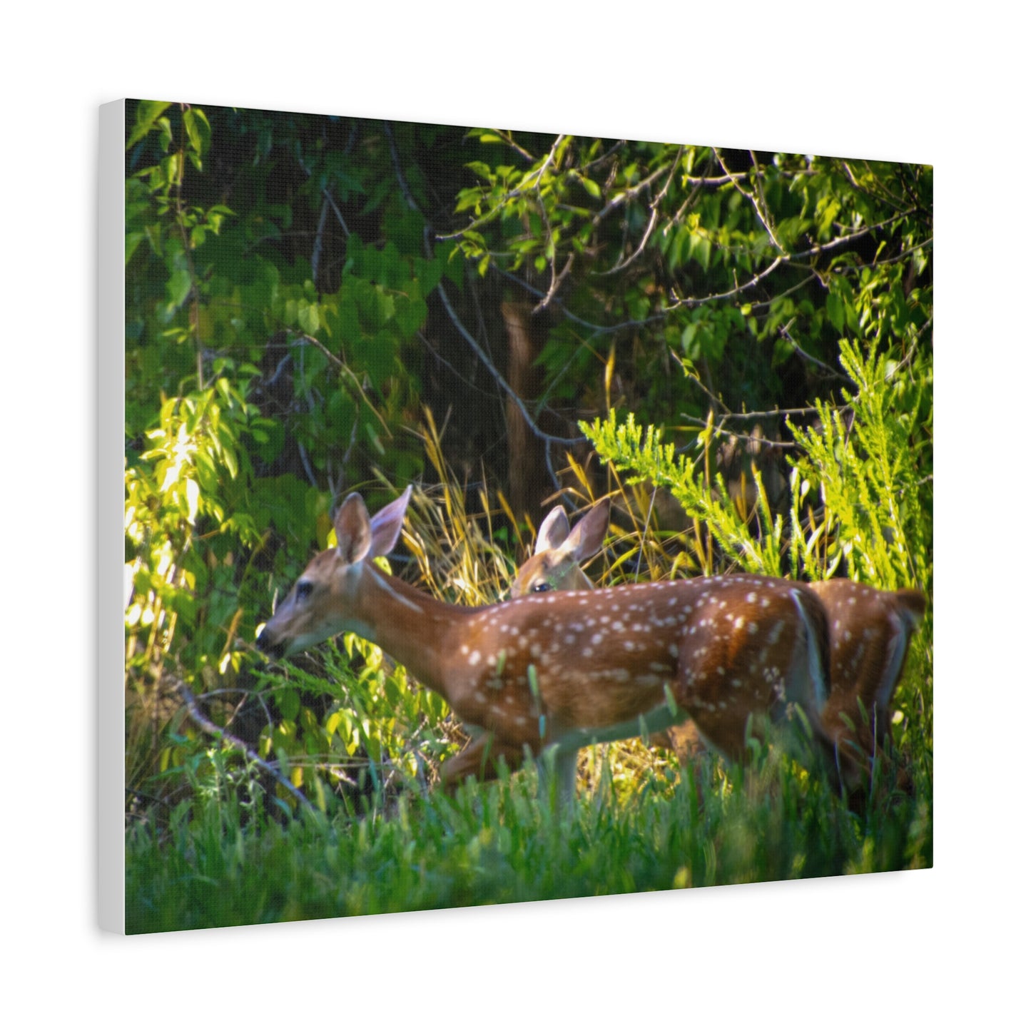 Tranquil Deer Canvas Art: Embracing Nature's Beauty