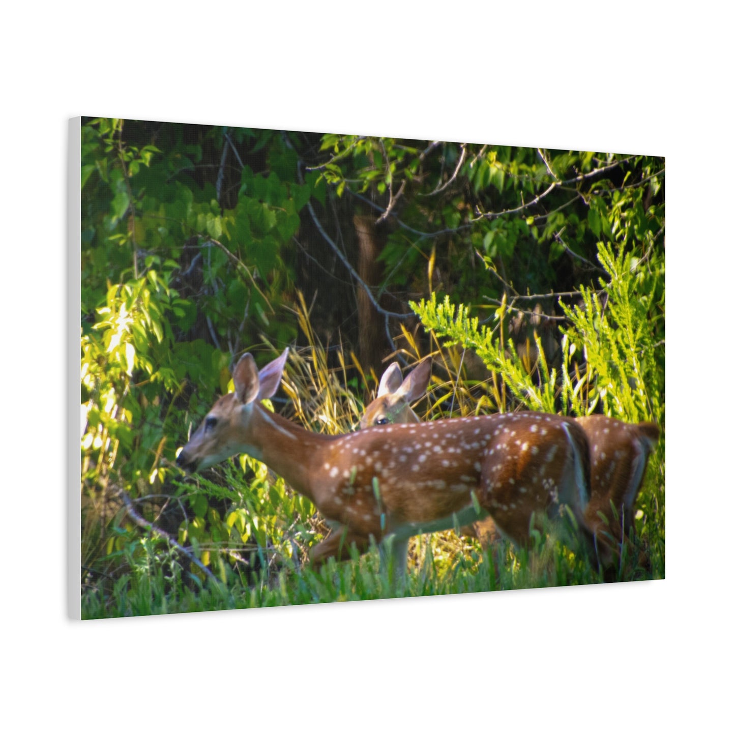 Tranquil Deer Canvas Art: Embracing Nature's Beauty