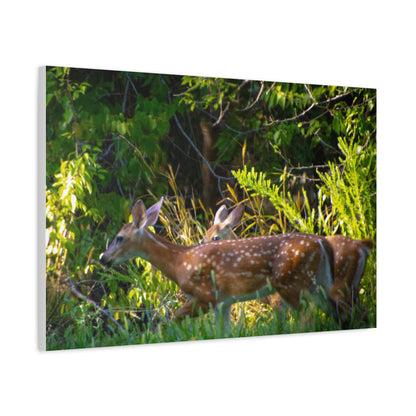 Tranquil Deer Canvas Art: Embracing Nature's Beauty