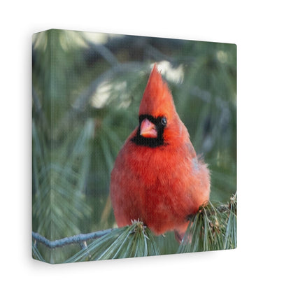 Crimson Perch on  Premium Matte Canvas