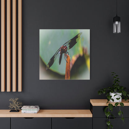 Dragonfly Canvas Art: Nature's Delicate Beauty