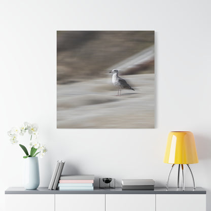 Seagull Time  Matte Canvas Art