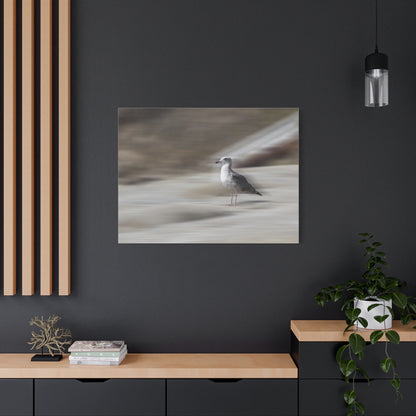 Seagull Time  Matte Canvas Art