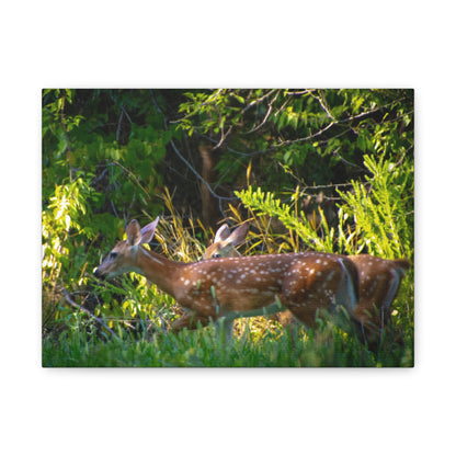 Tranquil Deer Canvas Art: Embracing Nature's Beauty