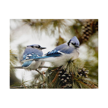 Loyal Companions: Blue Jay Couple on Canvas various sizes