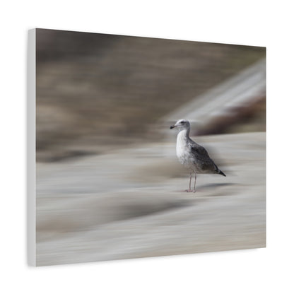 Seagull Time  Matte Canvas Art