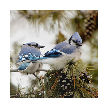 Loyal Companions: Blue Jay Couple on Canvas various sizes