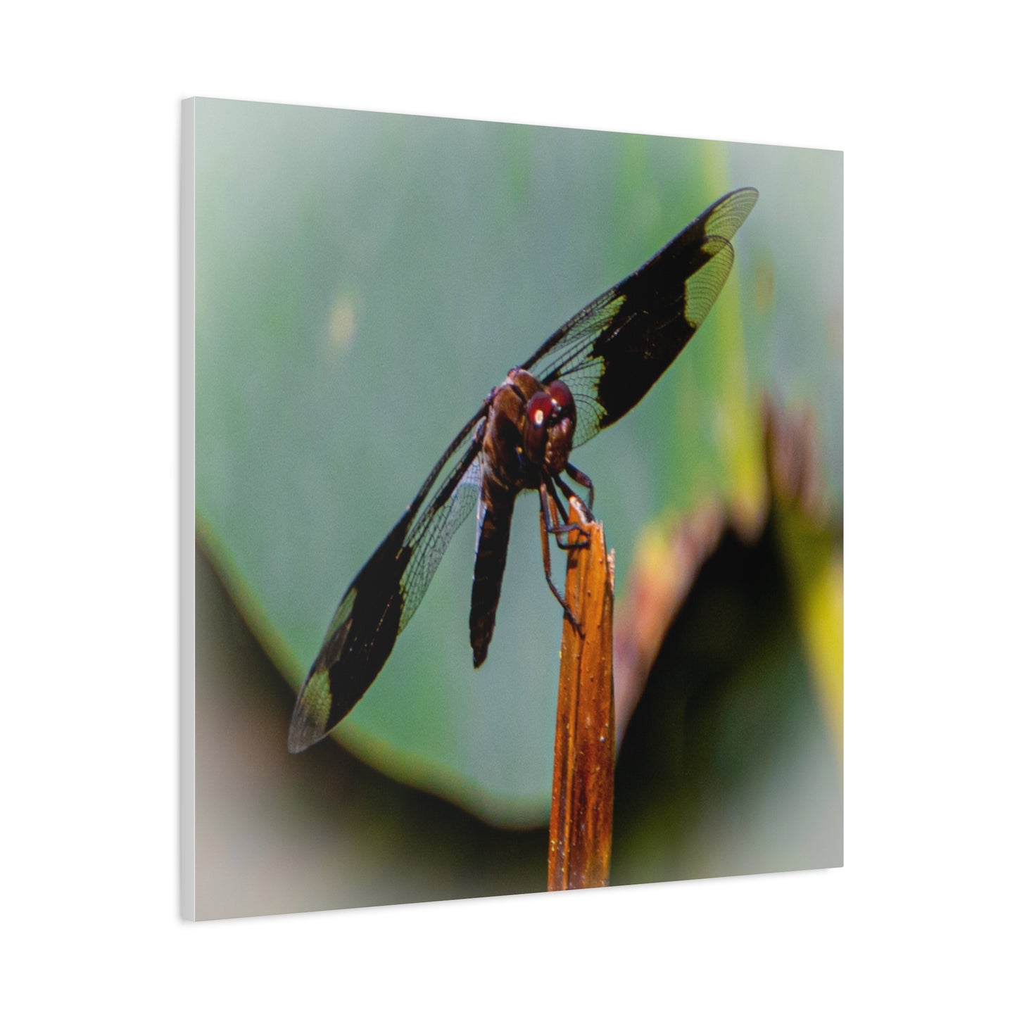 Dragonfly Canvas Art: Nature's Delicate Beauty