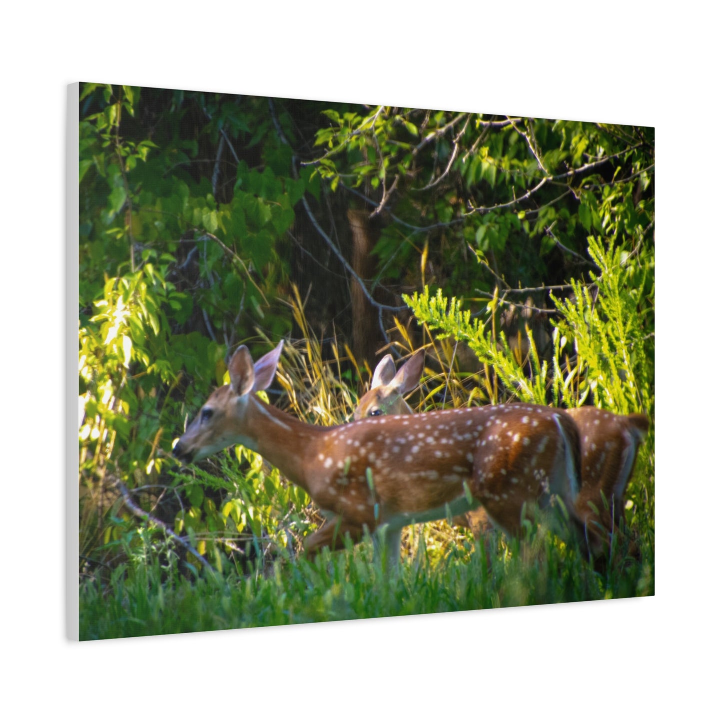 Tranquil Deer Canvas Art: Embracing Nature's Beauty