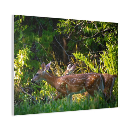 Tranquil Deer Canvas Art: Embracing Nature's Beauty