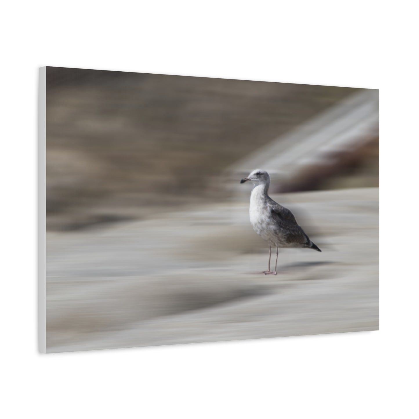 Seagull Time  Matte Canvas Art