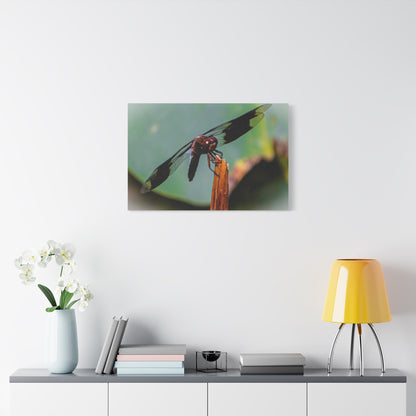 Dragonfly Canvas Art: Nature's Delicate Beauty