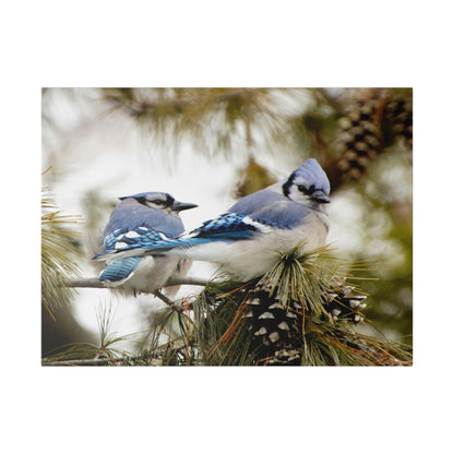 Loyal Companions: Blue Jay Couple on Canvas various sizes