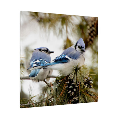 Loyal Companions: Blue Jay Couple on Canvas various sizes