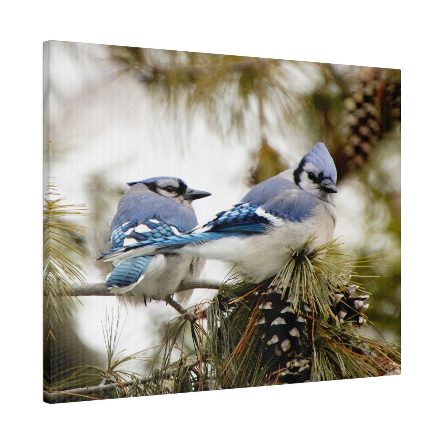 Loyal Companions: Blue Jay Couple on Canvas various sizes