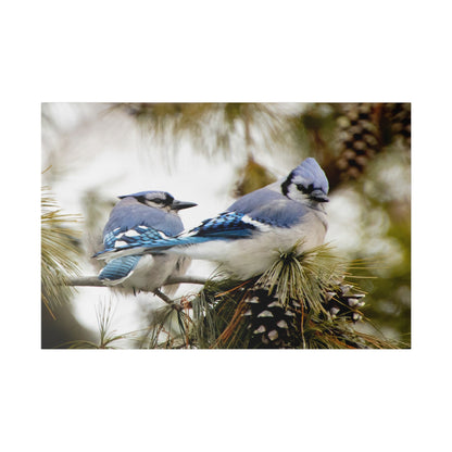 Loyal Companions: Blue Jay Couple on Canvas various sizes