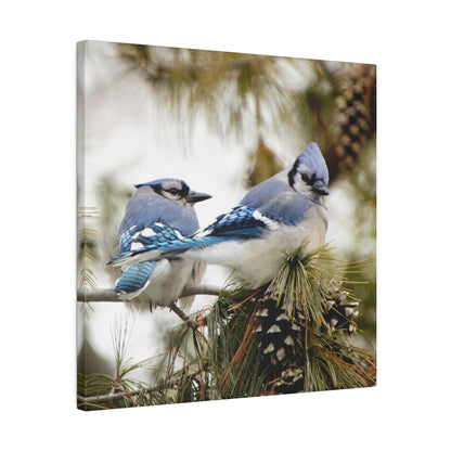 Loyal Companions: Blue Jay Couple on Canvas various sizes