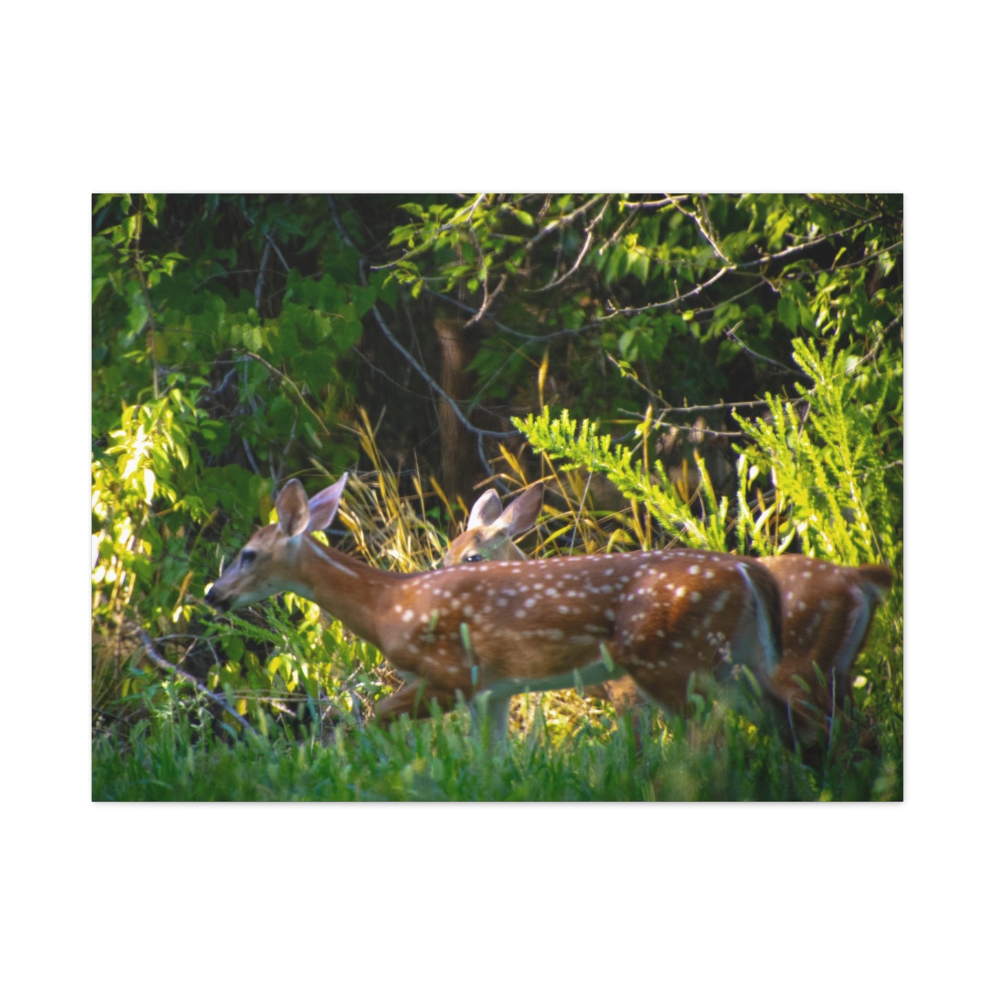 Tranquil Deer Canvas Art: Embracing Nature's Beauty