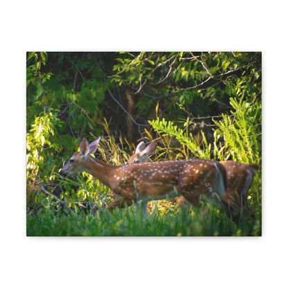 Tranquil Deer Canvas Art: Embracing Nature's Beauty