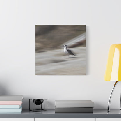 Seagull Time  Matte Canvas Art