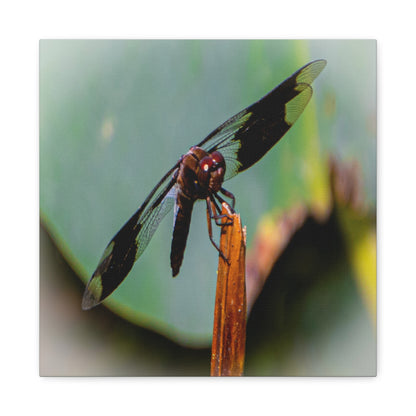 Dragonfly Canvas Art: Nature's Delicate Beauty