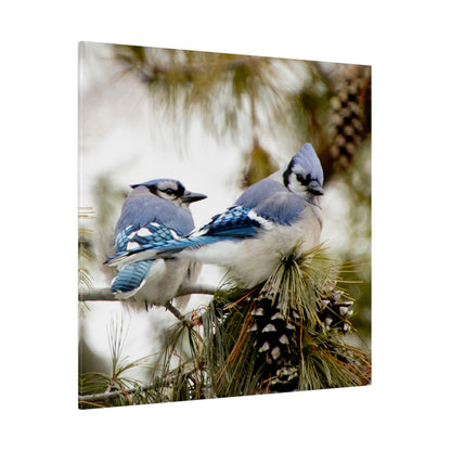 Loyal Companions: Blue Jay Couple on Canvas various sizes