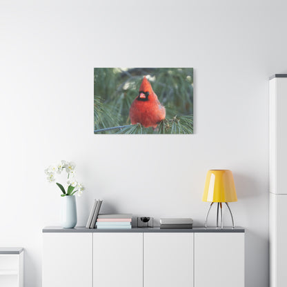 Crimson Perch on  Premium Matte Canvas