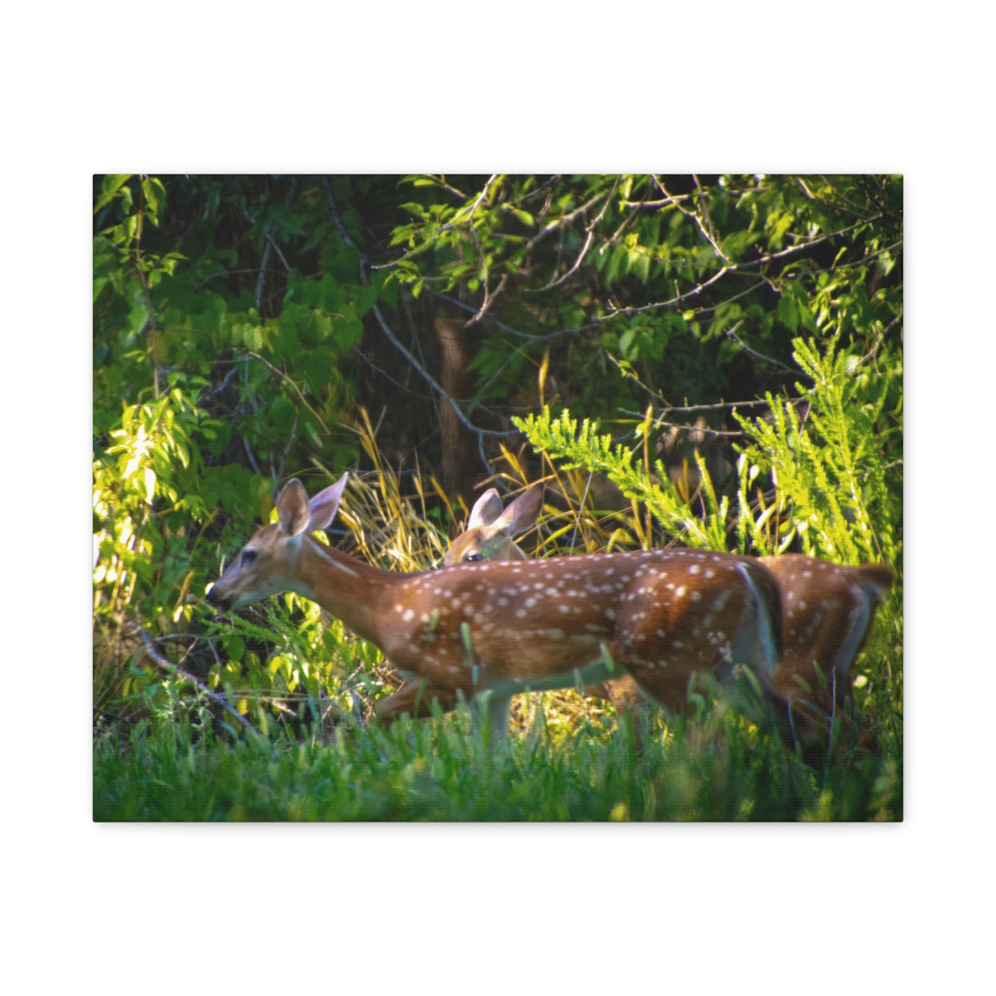 Tranquil Deer Canvas Art: Embracing Nature's Beauty