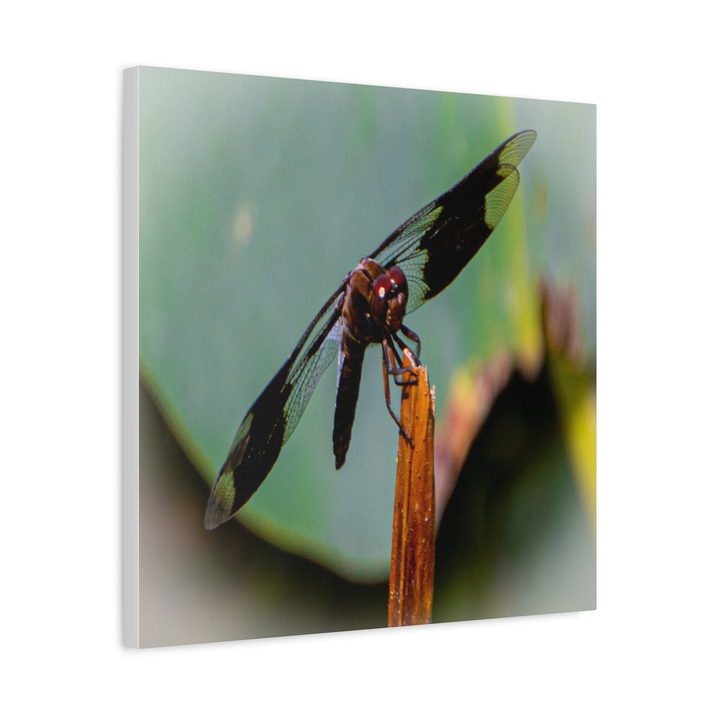 Dragonfly Canvas Art: Nature's Delicate Beauty