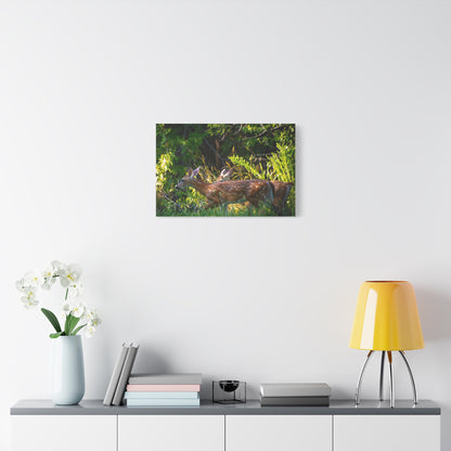 Tranquil Deer Canvas Art: Embracing Nature's Beauty