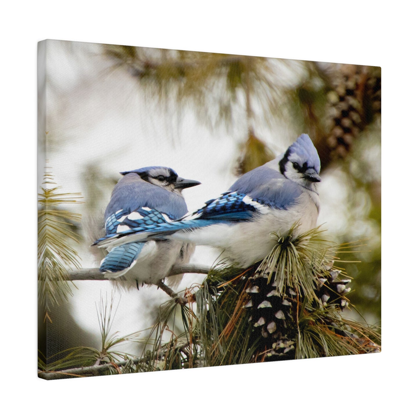 Loyal Companions: Blue Jay Couple on Canvas various sizes