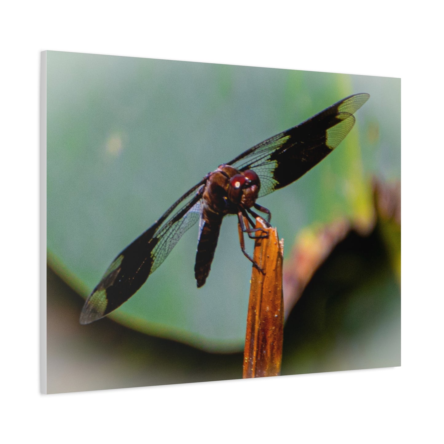 Dragonfly Canvas Art: Nature's Delicate Beauty