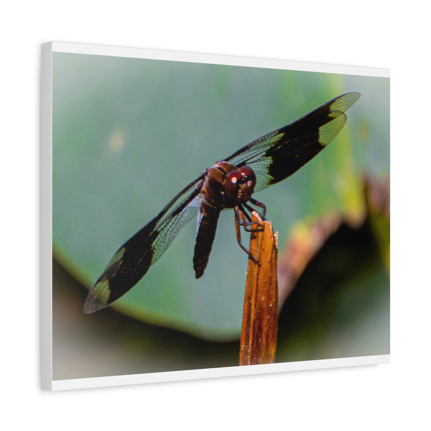 Dragonfly Canvas Art: Nature's Delicate Beauty