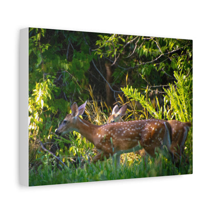 Tranquil Deer Canvas Art: Embracing Nature's Beauty