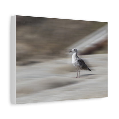 Seagull Time  Matte Canvas Art