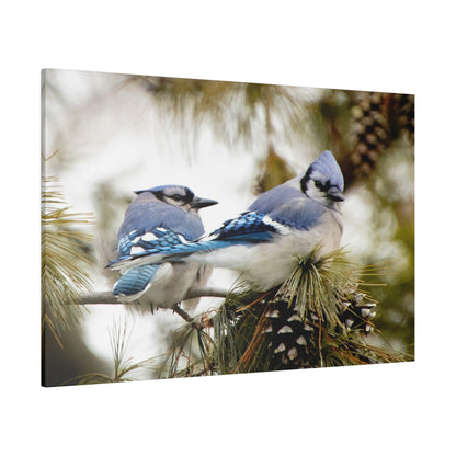 Loyal Companions: Blue Jay Couple on Canvas various sizes