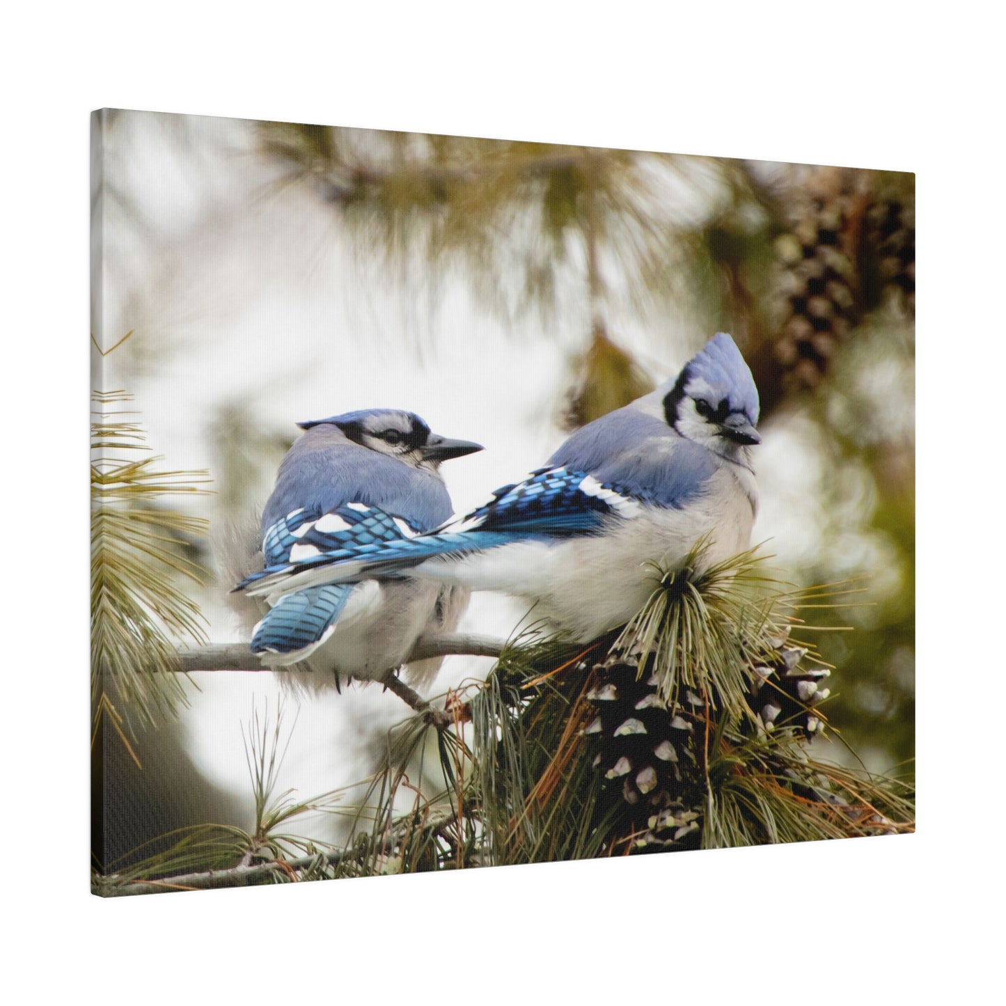 Loyal Companions: Blue Jay Couple on Canvas various sizes