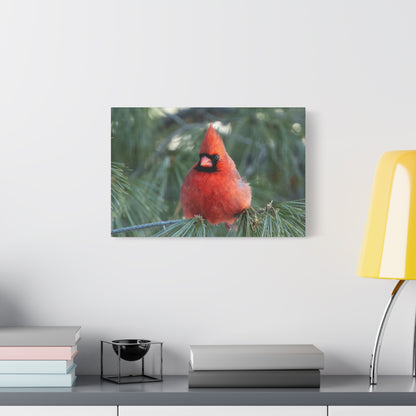 Crimson Perch on  Premium Matte Canvas